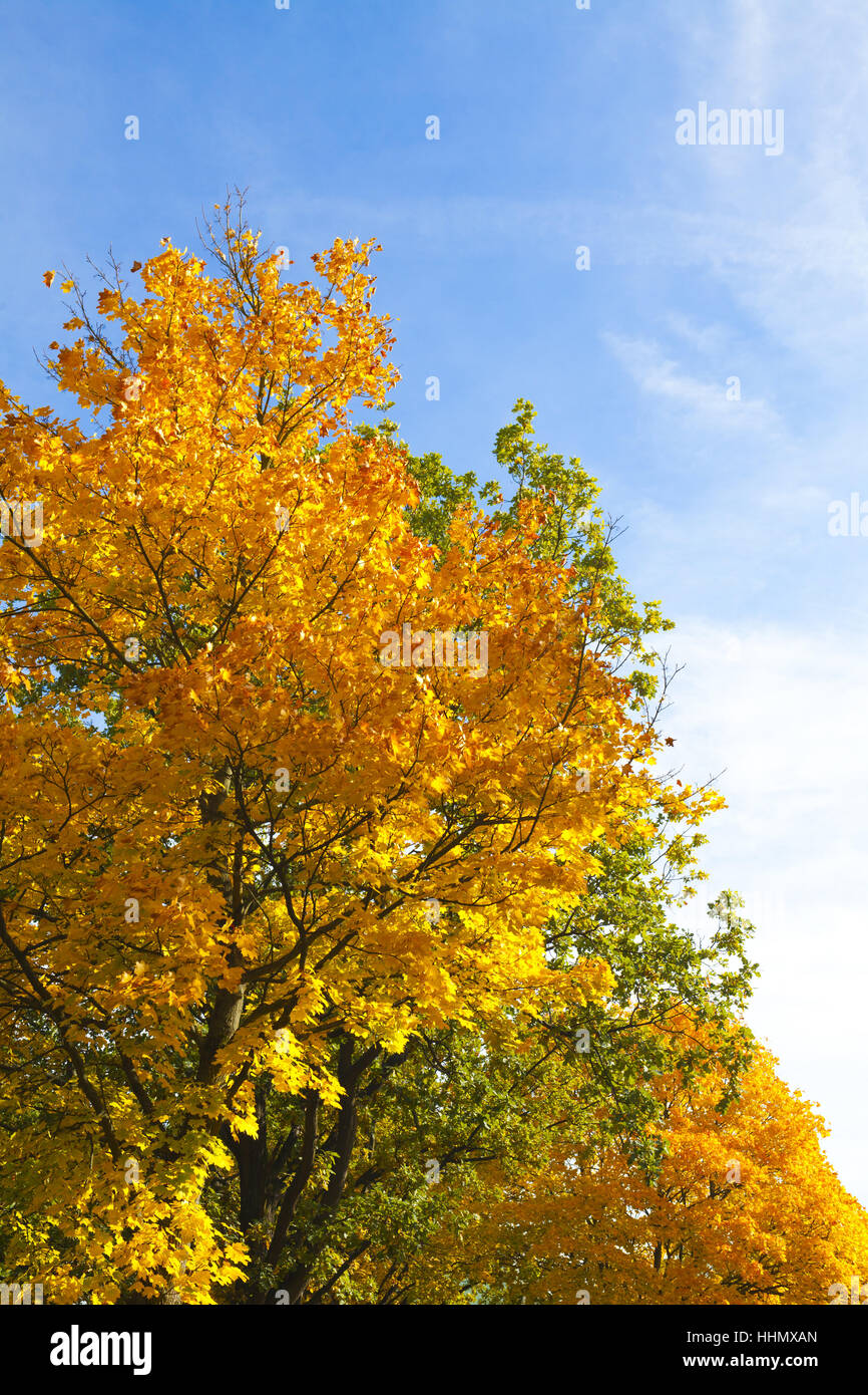 alberi in autunno Foto Stock