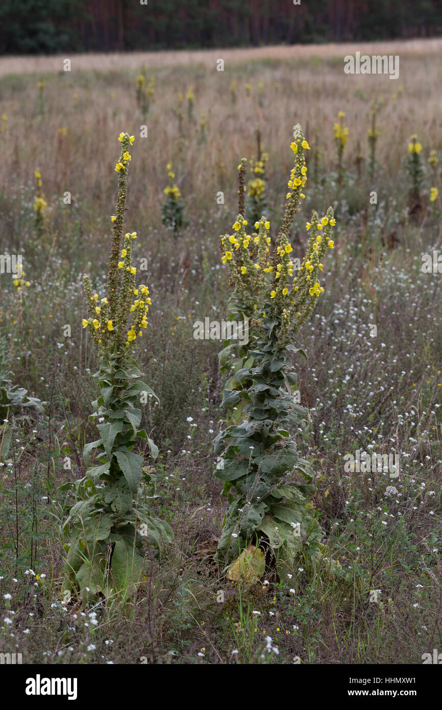 Großblütige Königskerze, Molène densiflorum, syn. Molène thapsiforme, dense-mullein fiorito, a fiore grande mullein, denseflower mullein, La Mo Foto Stock