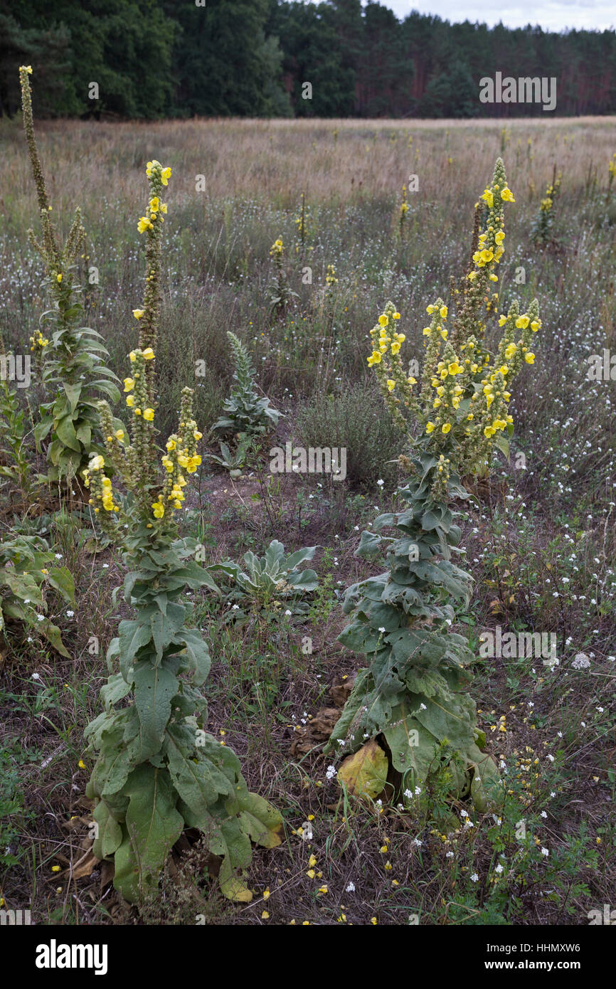 Großblütige Königskerze, Molène densiflorum, syn. Molène thapsiforme, dense-mullein fiorito, a fiore grande mullein, denseflower mullein, La Mo Foto Stock