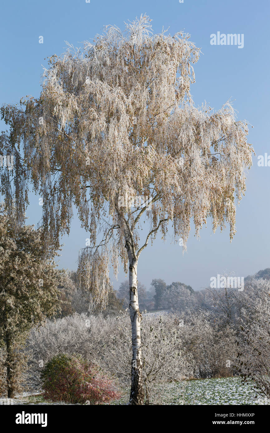 Hänge-Birke, Sand-Birke, Birke, Hängebirke, Wintereinbruch, Raureif, Reif, Betula pendula, Europeo Betulla bianco, argento Betulla, presenta verrucosa betulla, brina, Foto Stock