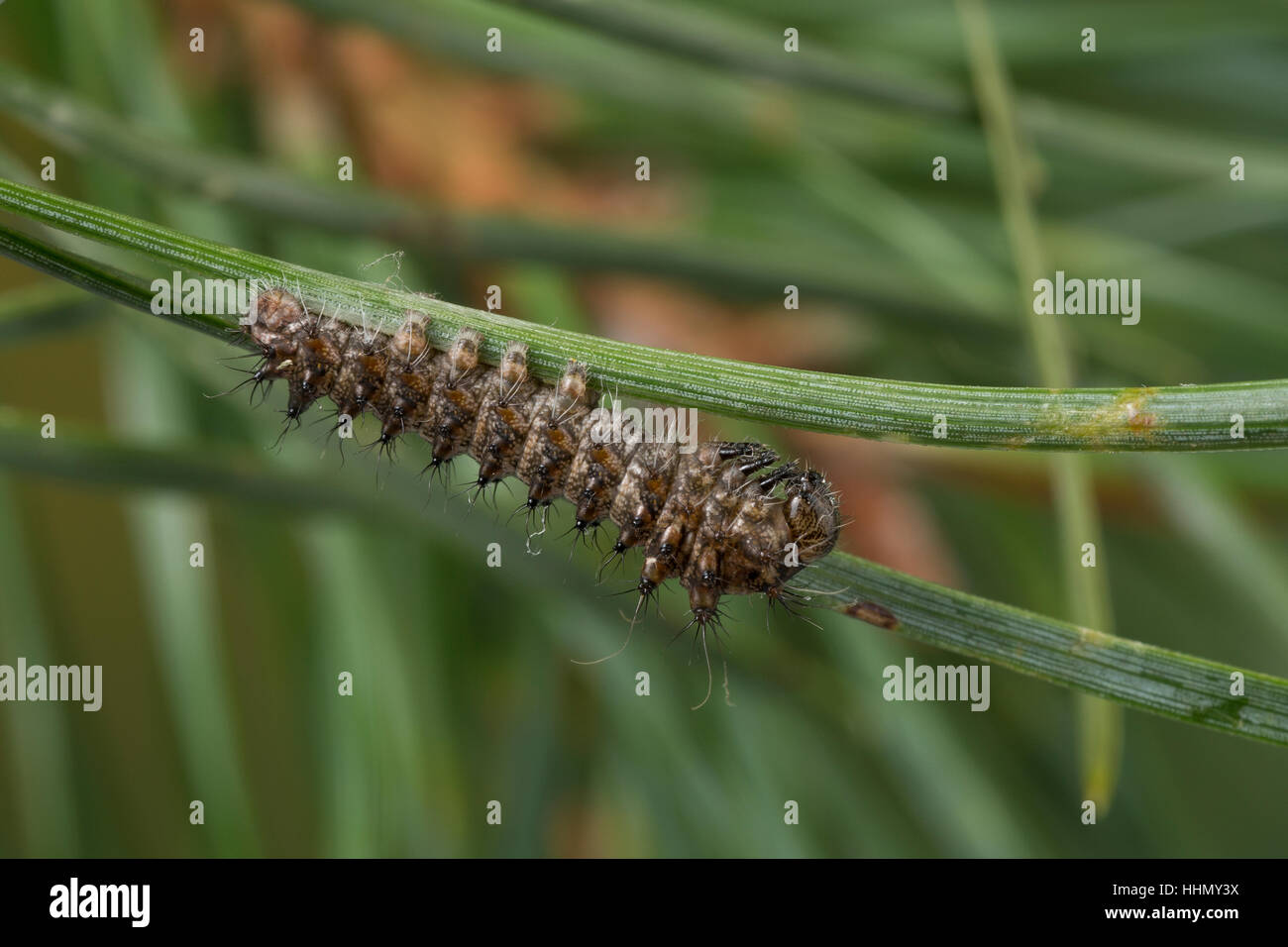 Isabellaspinner, Isabella-Spinner, Raupe, Jungraupe frisst un Kiefer, Graellsia isabellae, Actias isabellae, Spagnolo luna moth, Caterpillar, l'Isabell Foto Stock