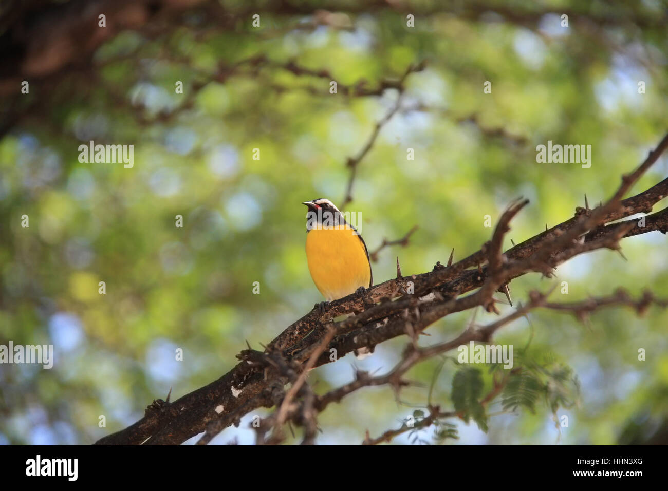 Bananaquit Bird (Coereba flaveola) su un ramo in Curacao Foto Stock