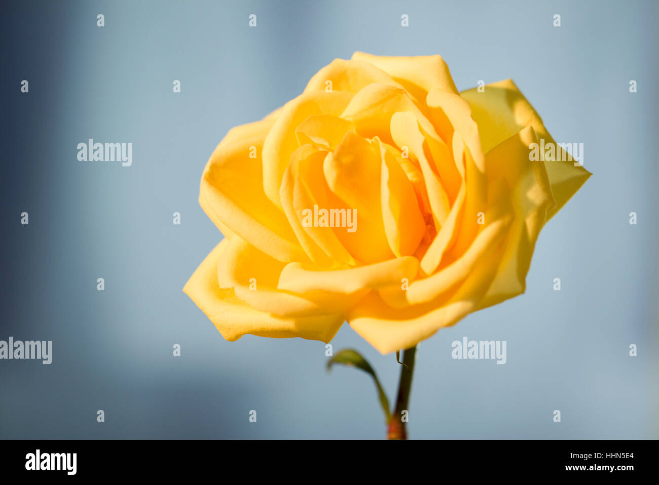 Un fiore giallo. Foto Stock