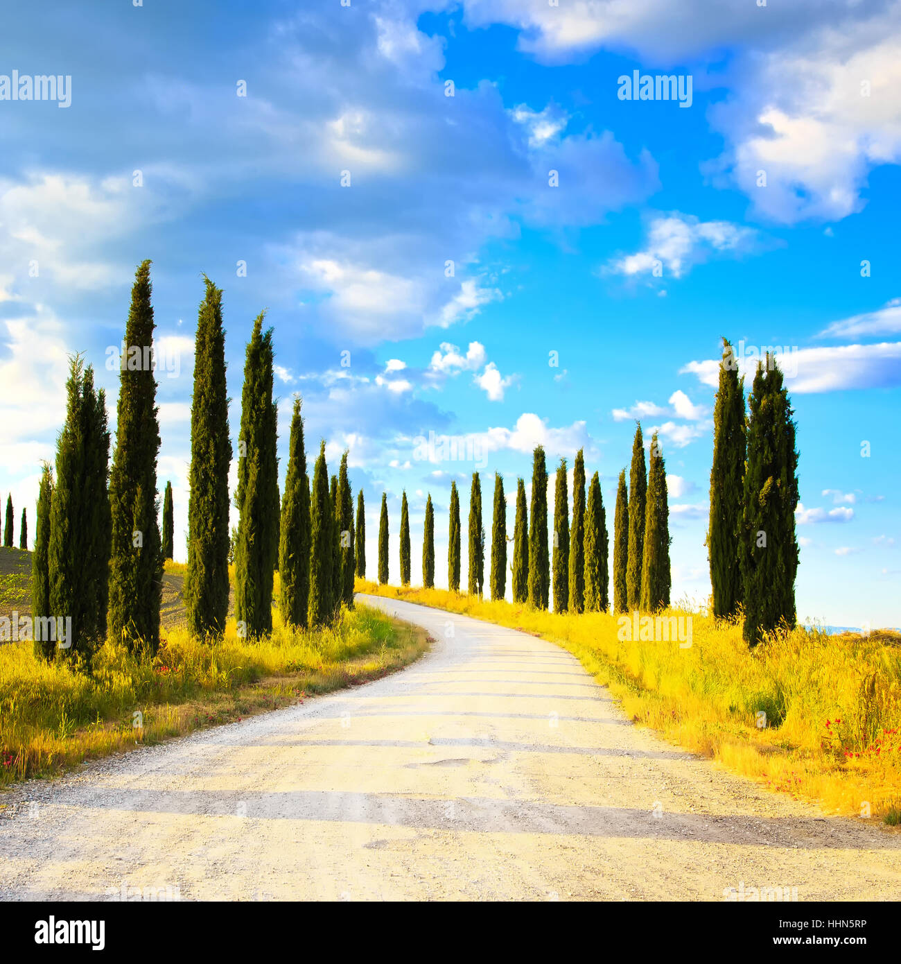 Cipressi righe e una strada bianca del paesaggio rurale in Val d Orcia terreno vicino a Siena, Toscana, Italia, Europa. Foto Stock