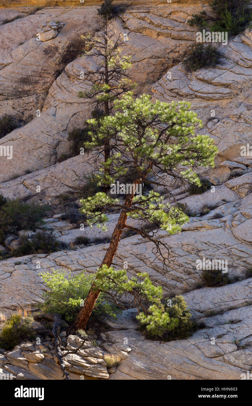 Ponderosa pine trees aggrappati a slickrock lungo il fiume Escalante Trail. Grand Staircase-Escalante monumento nazionale, Utah Foto Stock