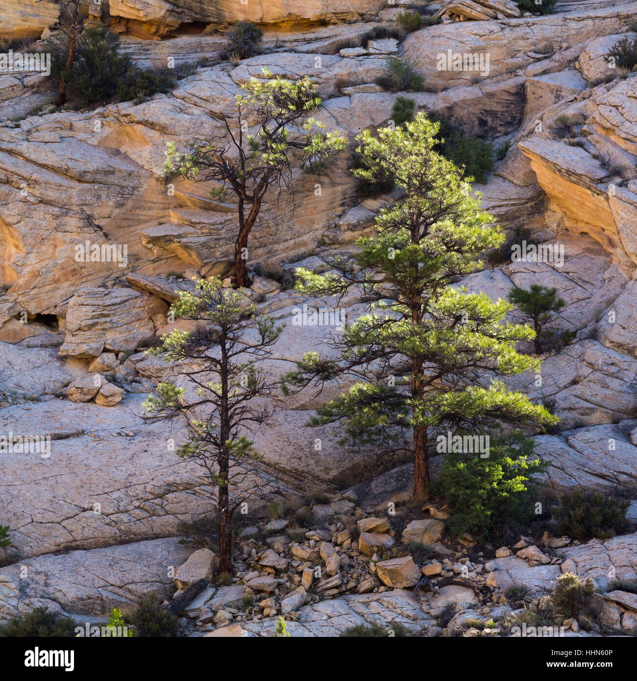 Ponderosa pine trees aggrappati a slickrock lungo il fiume Escalante Trail. Grand Staircase-Escalante monumento nazionale, Utah Foto Stock