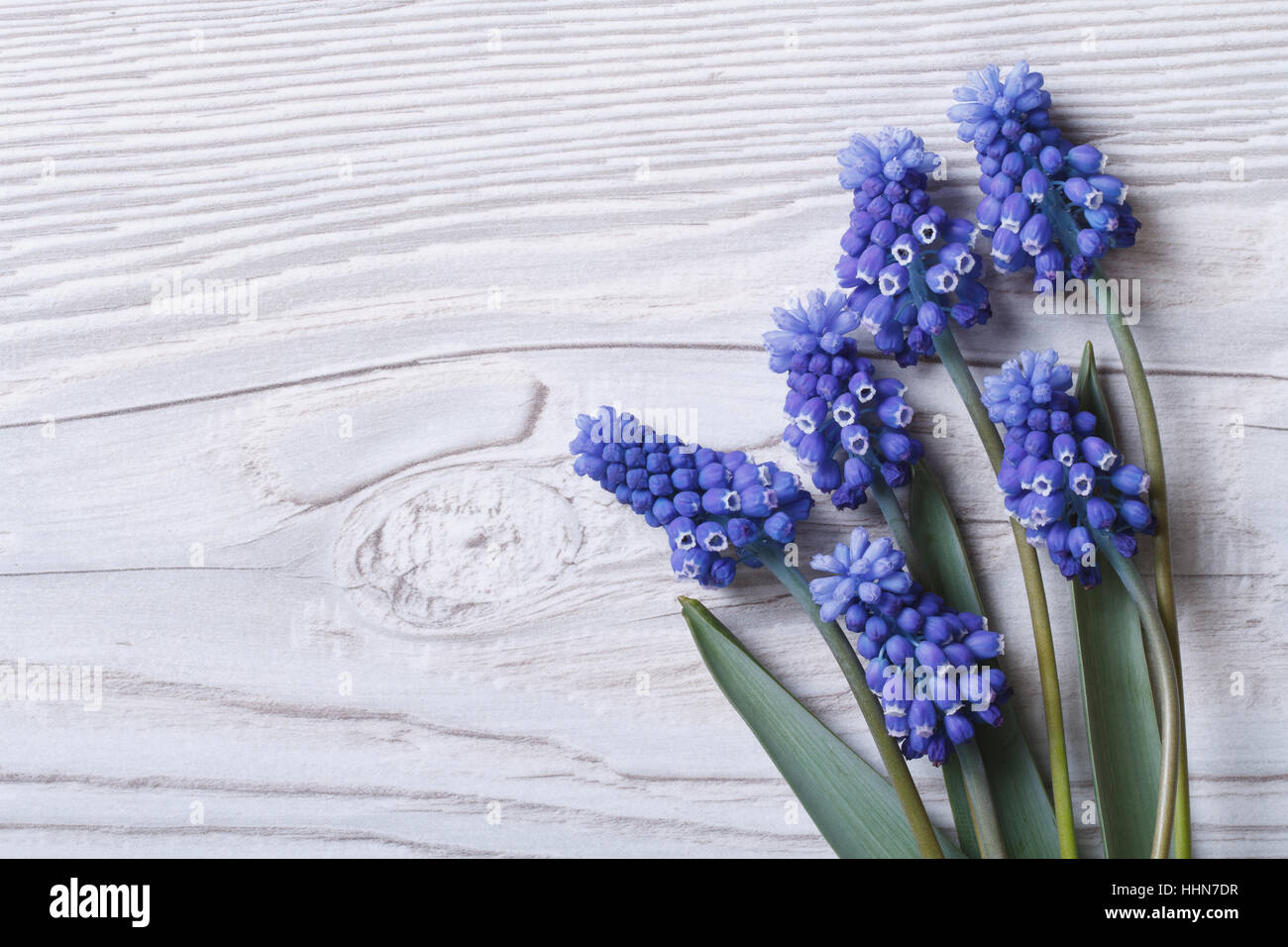 Bella cornice floreale con fiori blu muscari e superficie di legno Foto Stock