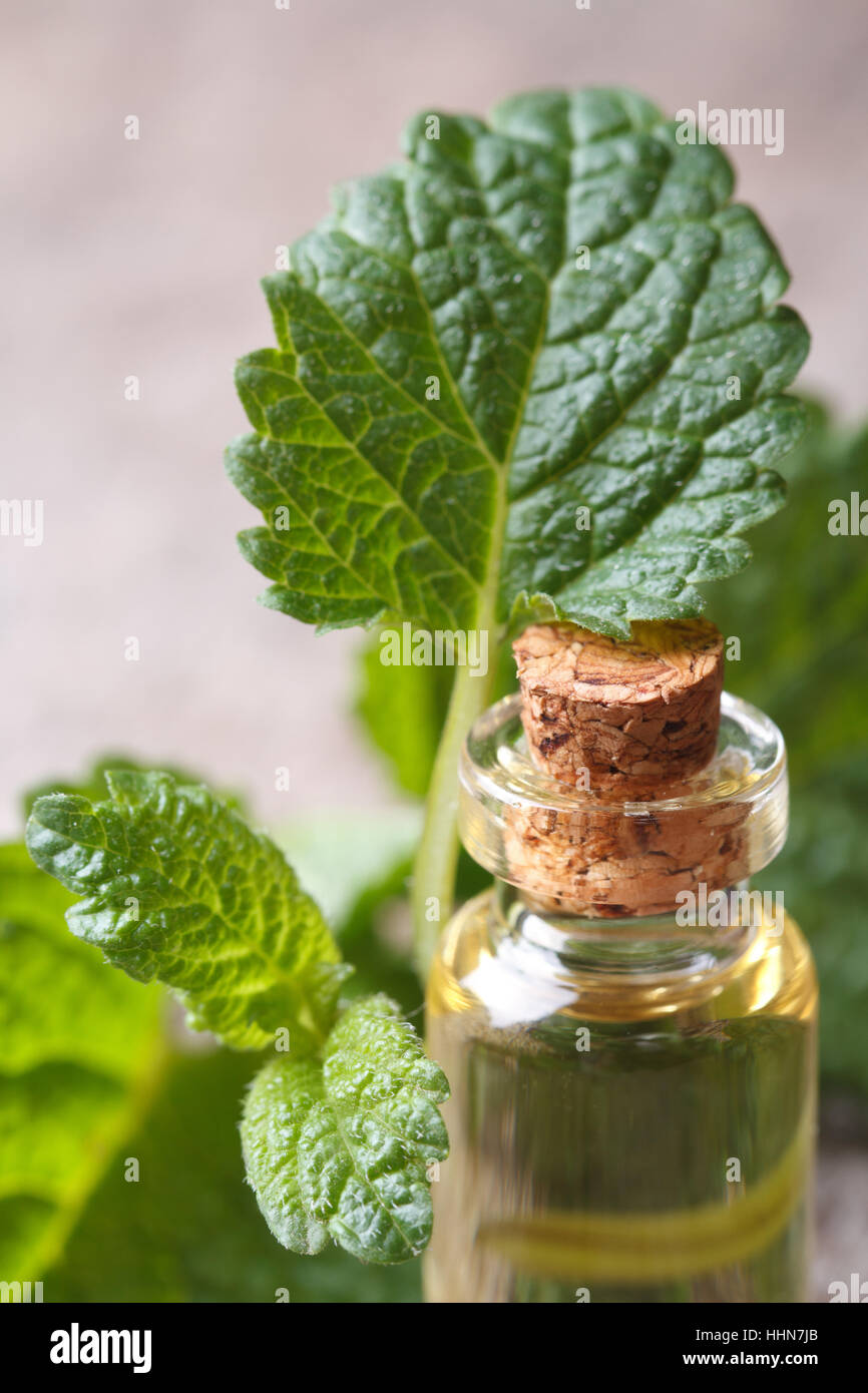 Gli oli aromatici di melissa in una bottiglia di vetro con le foglie fresche di macro verticale. Foto Stock