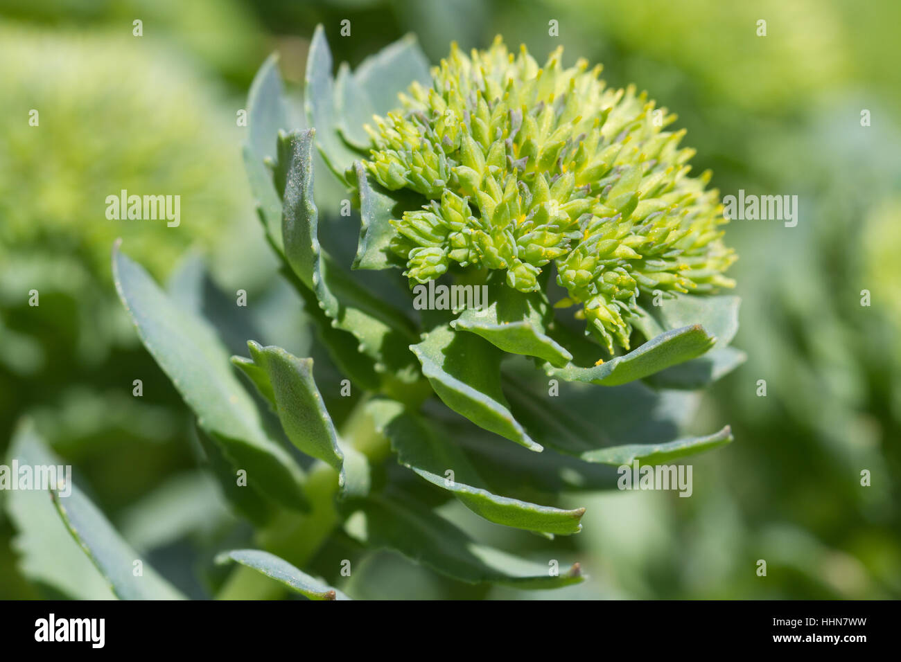 Pianta medicinale Rhodiola rosea closeup all'aperto Foto Stock