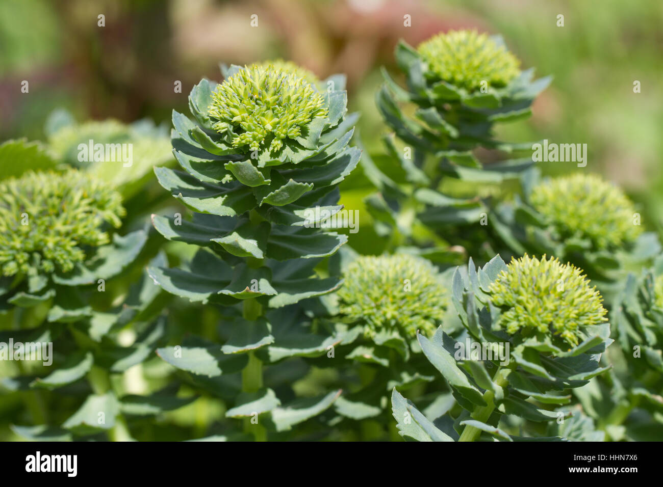 Rhodiola rosea blooming closeup orizzontale all'aperto Foto Stock