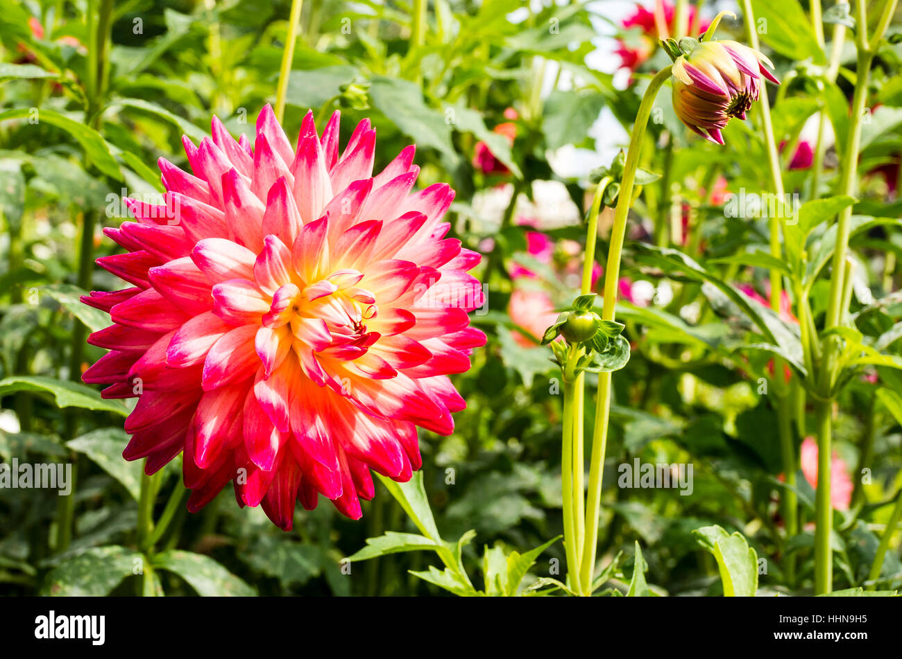 Dahlia Kenora Wow fioritura in settembre nel Regno Unito Foto Stock