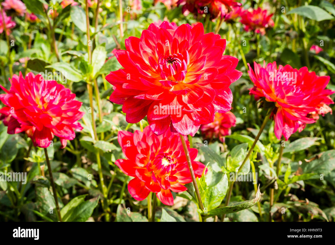 Dahlia Kilburn candelette di fioritura in settembre nel Regno Unito Foto Stock