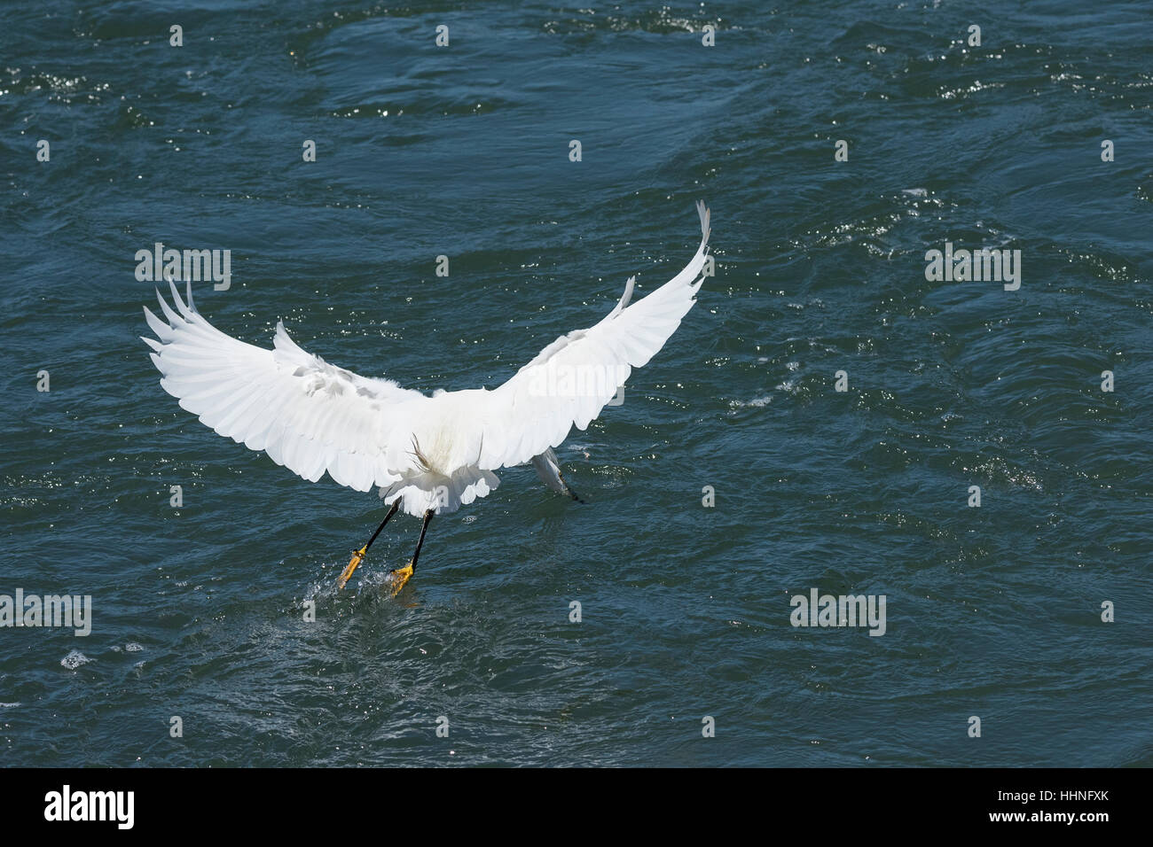 Snowy garzetta, Egretta thuja, pesca in un flusso di marea a Elkhorn Slough, Moss Landing, California, Stati Uniti ( del Pacifico orientale ) Foto Stock
