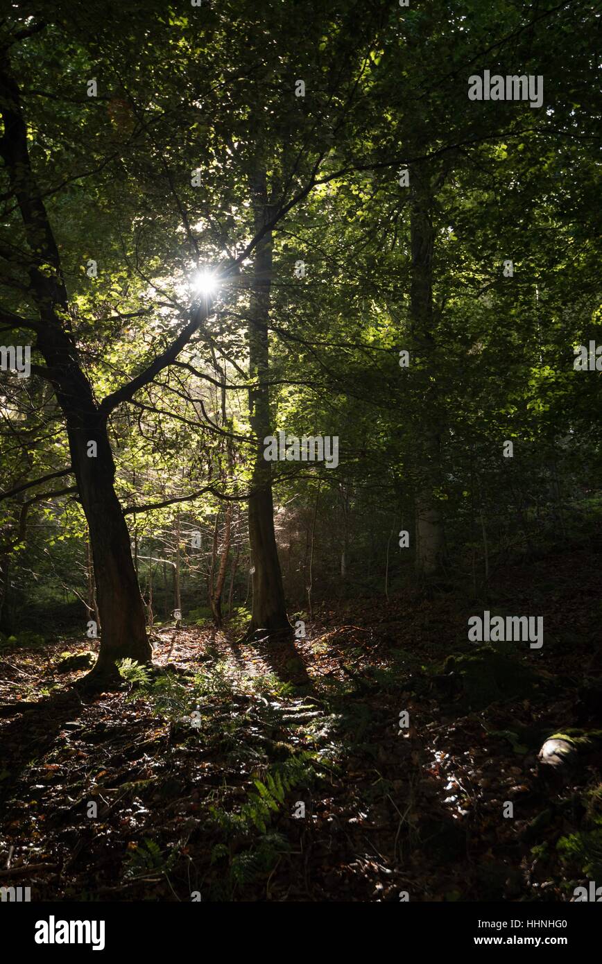 Parco Nazionale di Peak District, un luogo preferito per i fine settimana gite con tutta la famiglia. Foto Stock