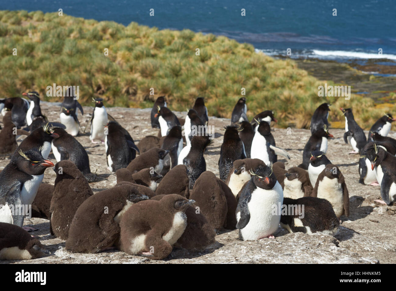 Pinguini saltaroccia con pulcini al loro sito di nidificazione sulle scogliere di più deprimente isola nelle isole Falkland Foto Stock