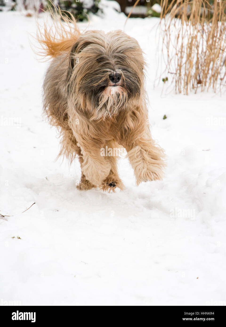 Razza Tibetan Terrier cane correre e saltare nella neve. Foto Stock