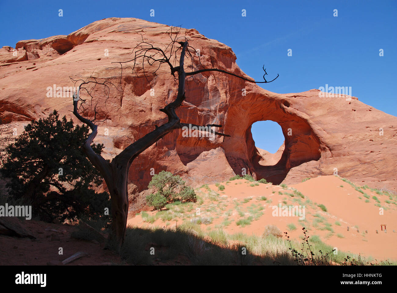 Albero, rock, Arizona, southwest, rosso, albero, deserto wasteland, vacanze, Foto Stock