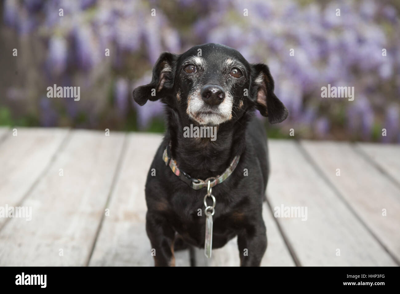 Piccolo mini senior bassotto wiener dog sorge su un ponte di legno con lavanda rampicanti di glicine sfocati in background. Egli ha tags Foto Stock