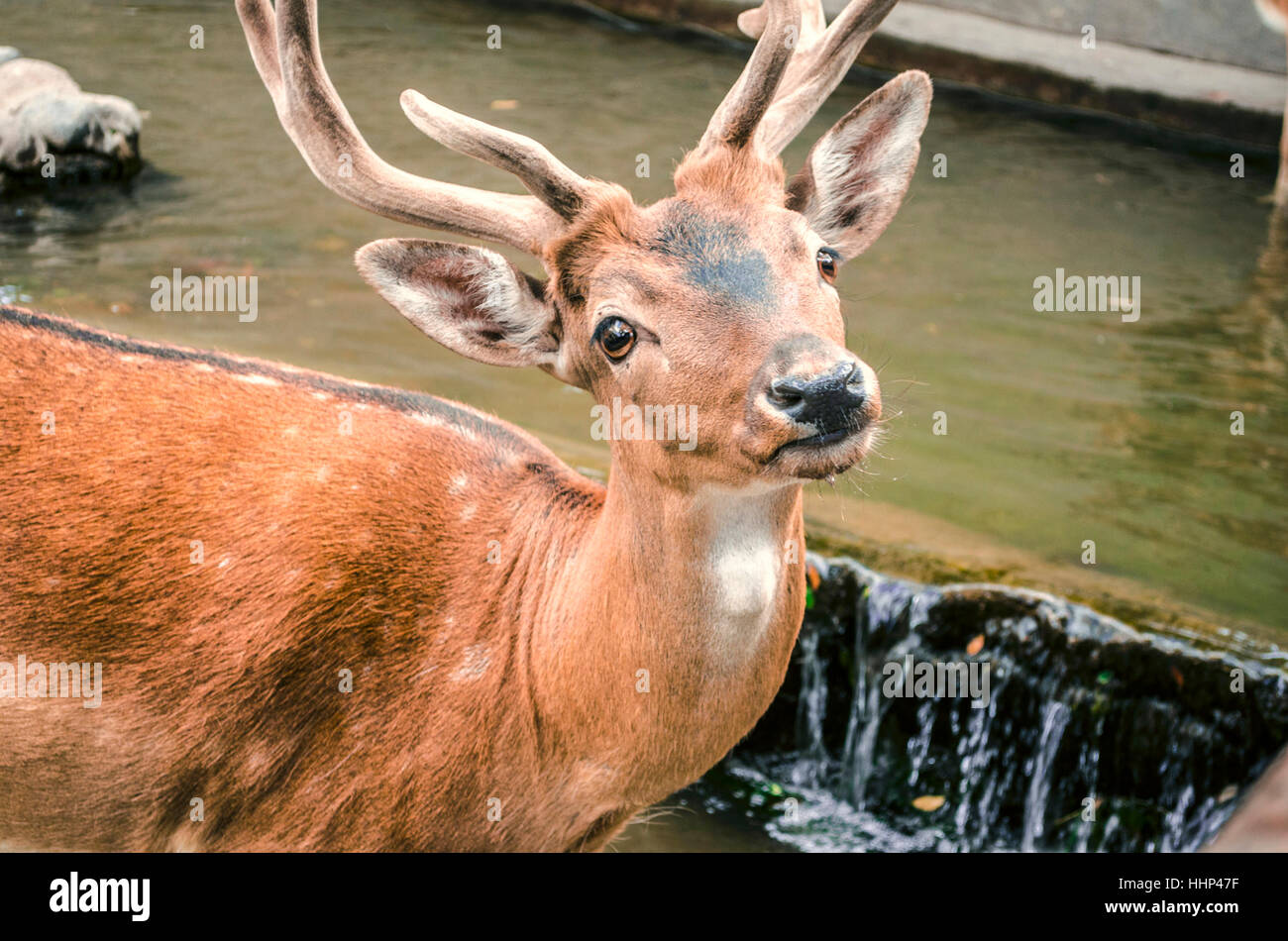 Giovani spotted redheaded cervo con nuovo vellutato corna in acqua Foto Stock