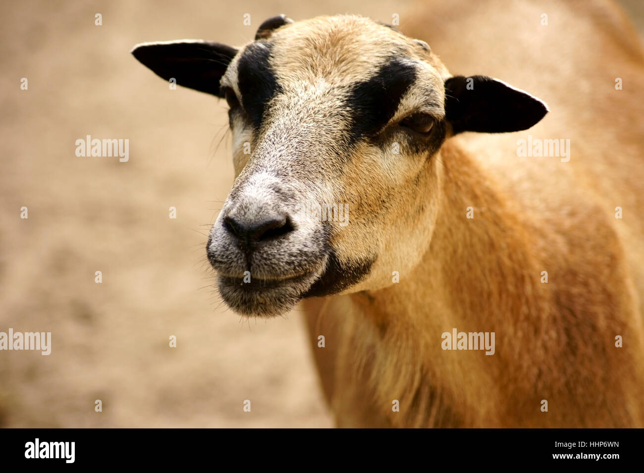 Fase, livello, animale, ritratto, animale ritratto, pecore, bestiame, vista laterale Foto Stock