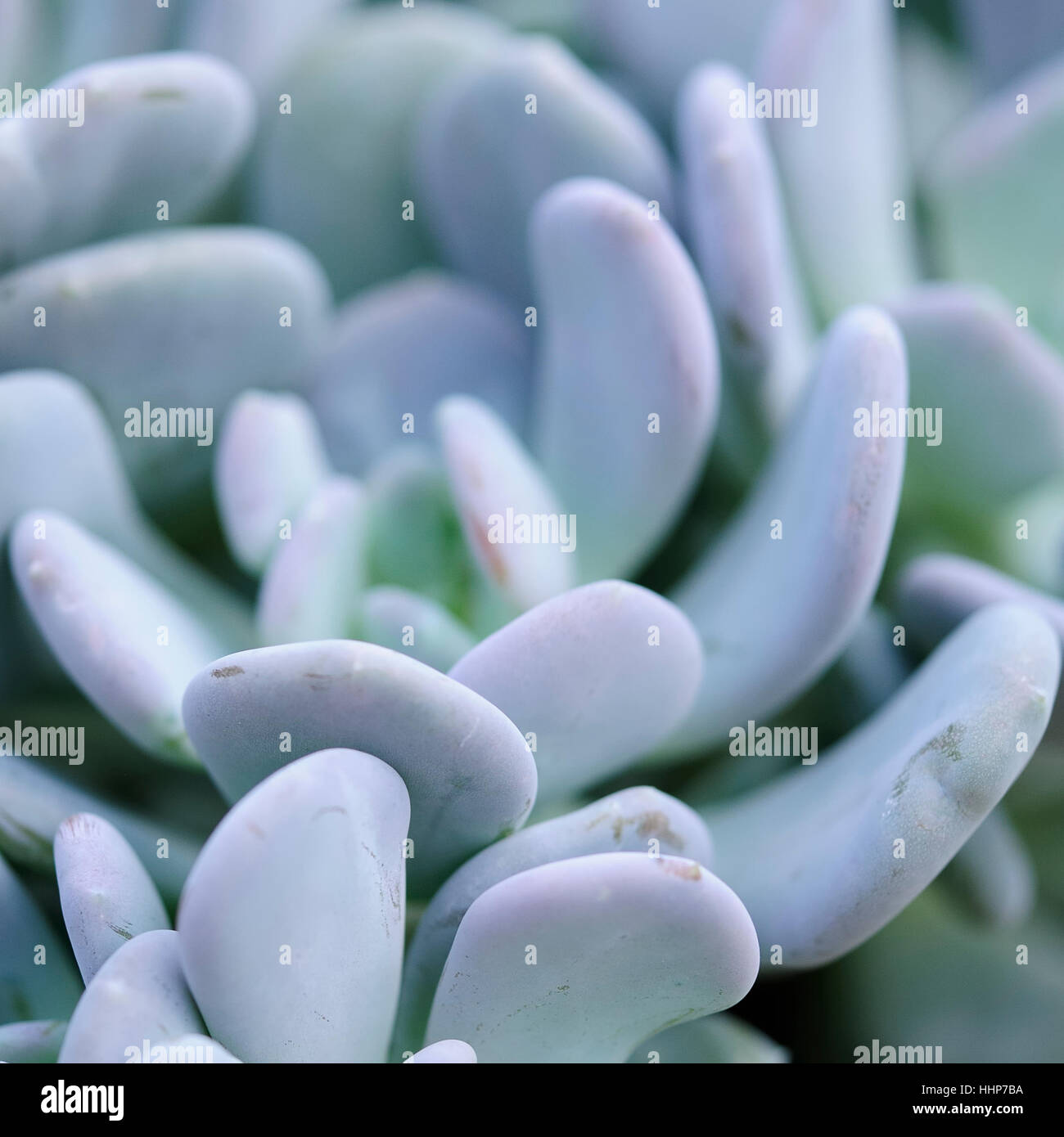 Giardino, giardini, conservatorio, serra, hothouse, blu, leaf, macro, Foto Stock