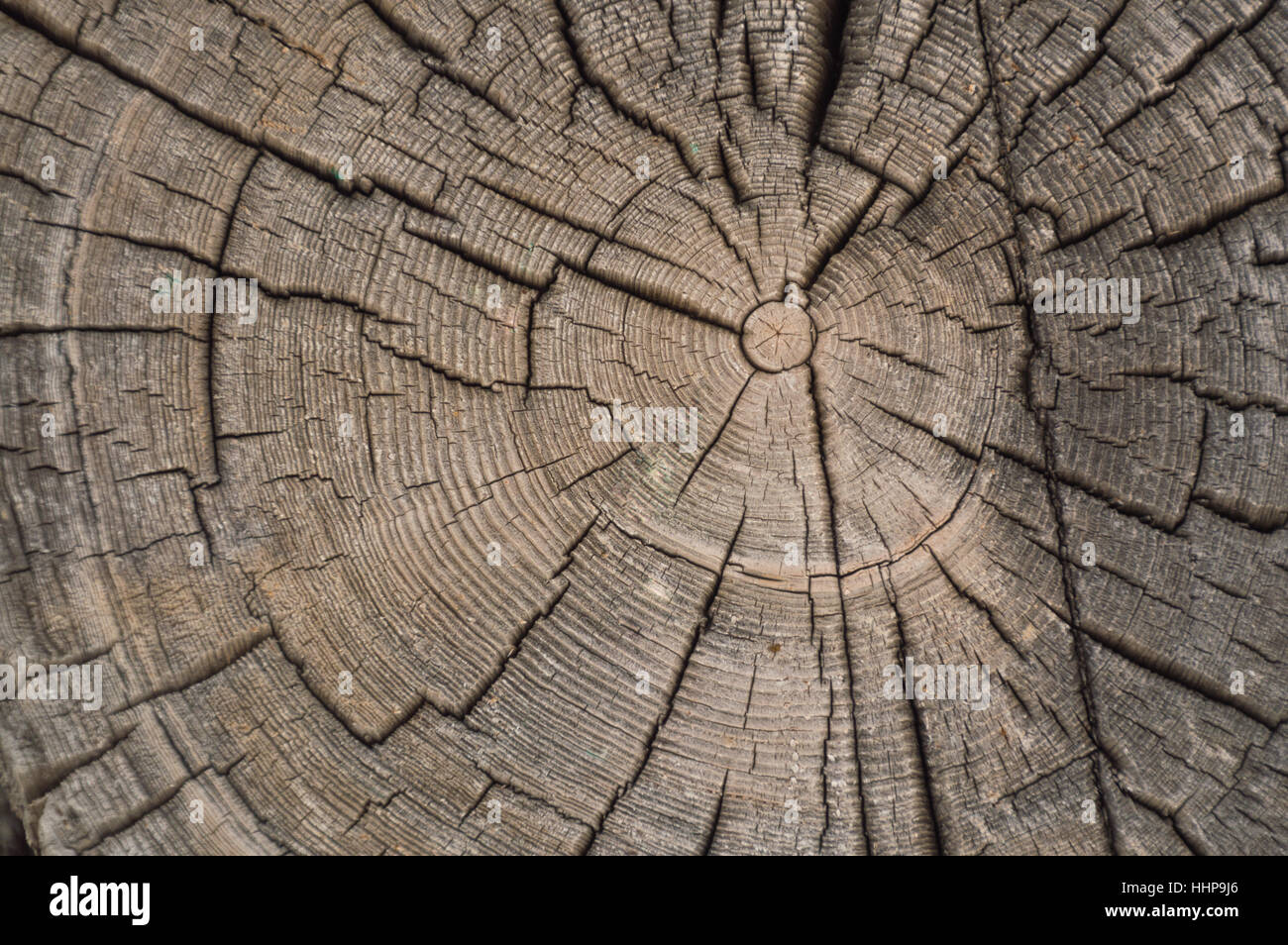 Primo piano della vecchia weathered e screpolata log di anelli di estremità di un Log Cabin dependance Foto Stock