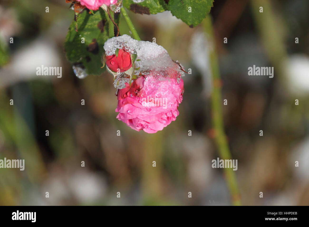 Storico, inverno, fiore, rose, piante, anticamente, gelo, stagione, neve Foto Stock