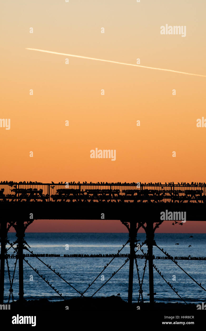 Aberystwyth, Wales, Regno Unito. Il 20 gennaio 2017. Regno Unito: Meteo storni posatoio sotto il Vittoriano molo sul mare come il sole tramonta in Aberystwyth. Credito: keith morris/Alamy Live News Foto Stock