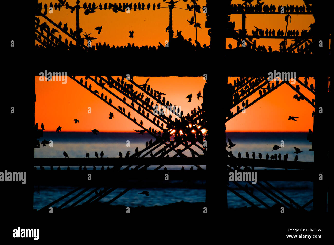 Aberystwyth, Wales, Regno Unito. Il 20 gennaio 2017. Regno Unito: Meteo storni posatoio sotto il Vittoriano molo sul mare come il sole tramonta in Aberystwyth. Credito: keith morris/Alamy Live News Foto Stock