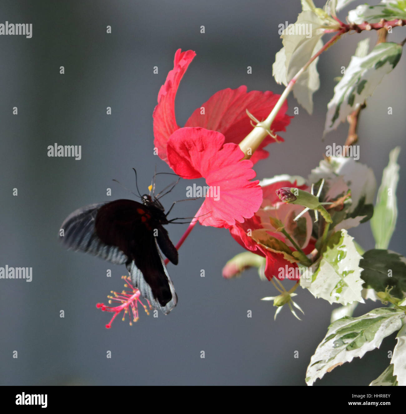 Wisley, Surrey, Regno Unito. Il 20 gennaio 2017. Scarlet a coda di rondine feed di farfalla su un fiore tropicale nel calore della serra at Wisley Gardens in Surrey. Foto Stock
