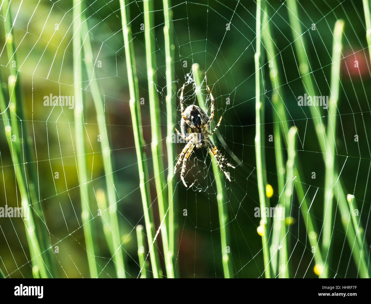 Le gambe, macro close-up, macro di ammissione, vista ravvicinata, giardino, animali, insetti, Foto Stock