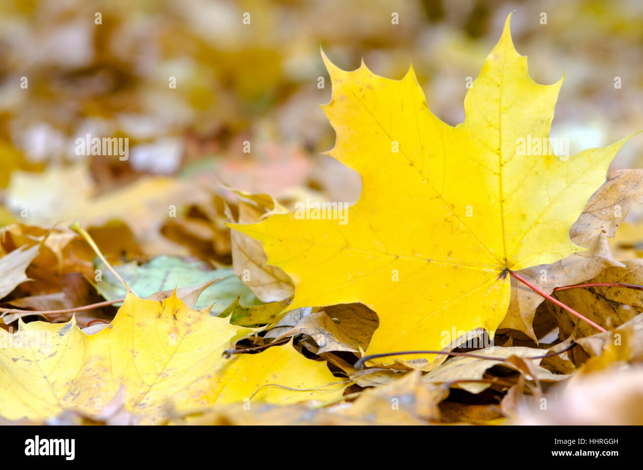 foglio di autunno Foto Stock