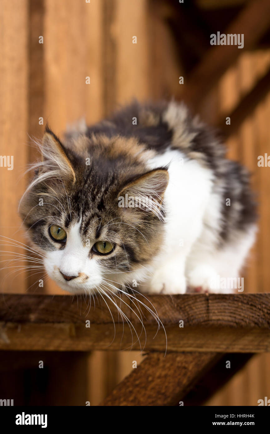 Legno, giovani, giovani, Pussycat, gatto, Gatto domestico, gattino e i gattini, Foto Stock