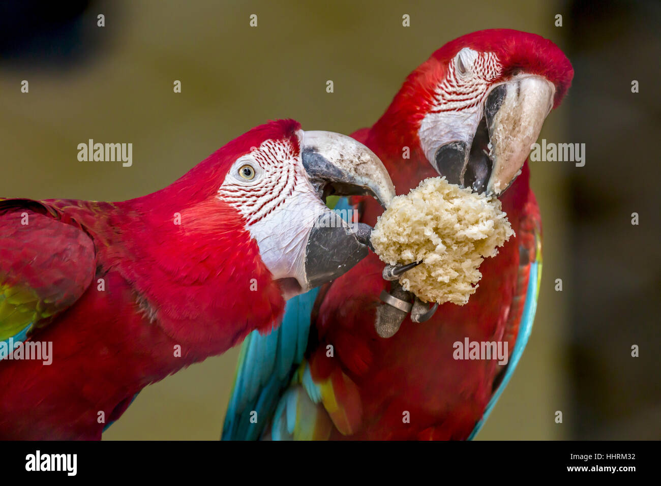 Scarlet Macaw uccelli condividono il cibo in un santuario degli uccelli in India. closeup ritratto del macaw uccelli. Foto Stock