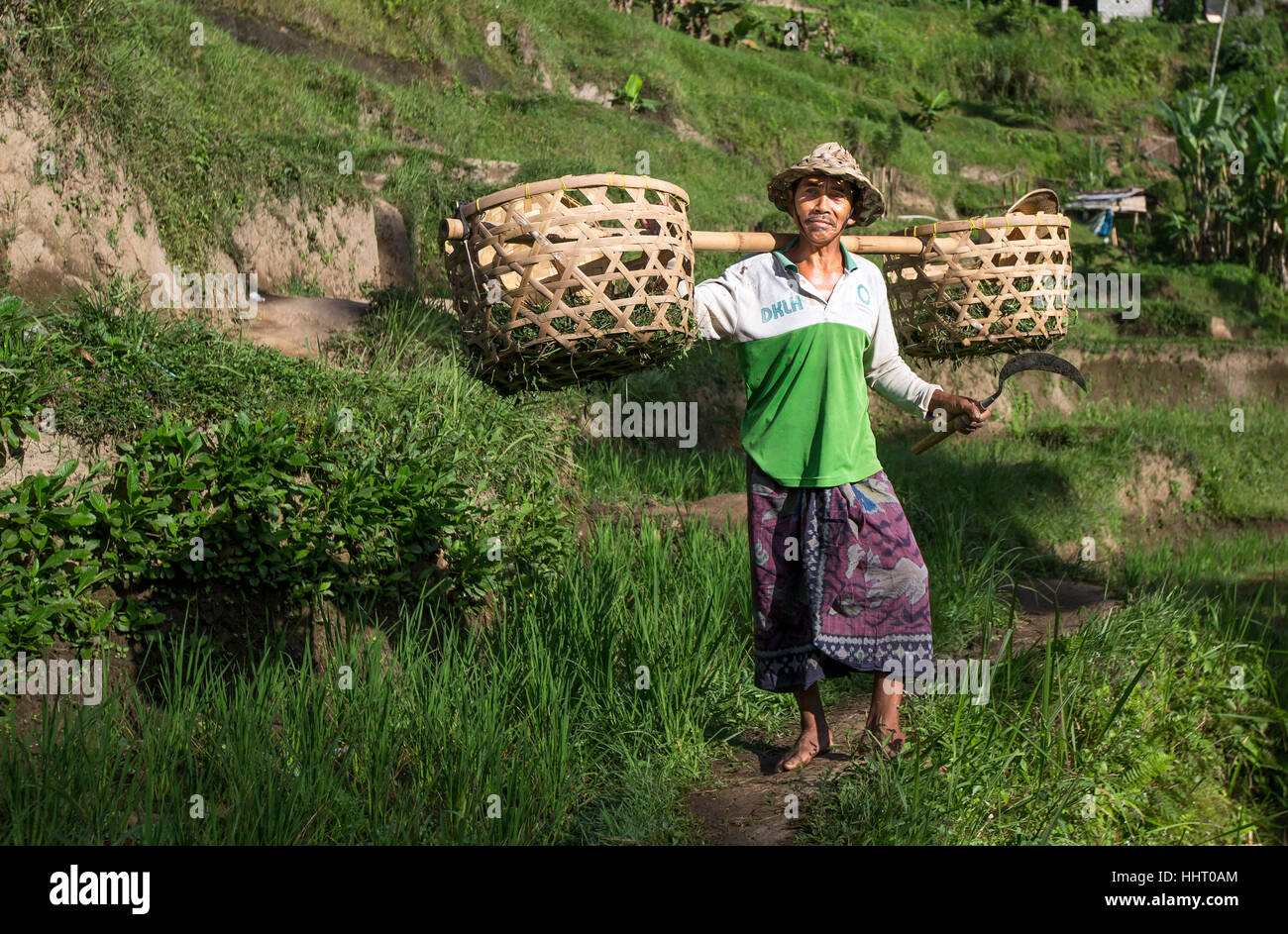 Riso balinesi field worker nel bel mezzo di campi di riso in Ubud, Bali, Indonesia Foto Stock