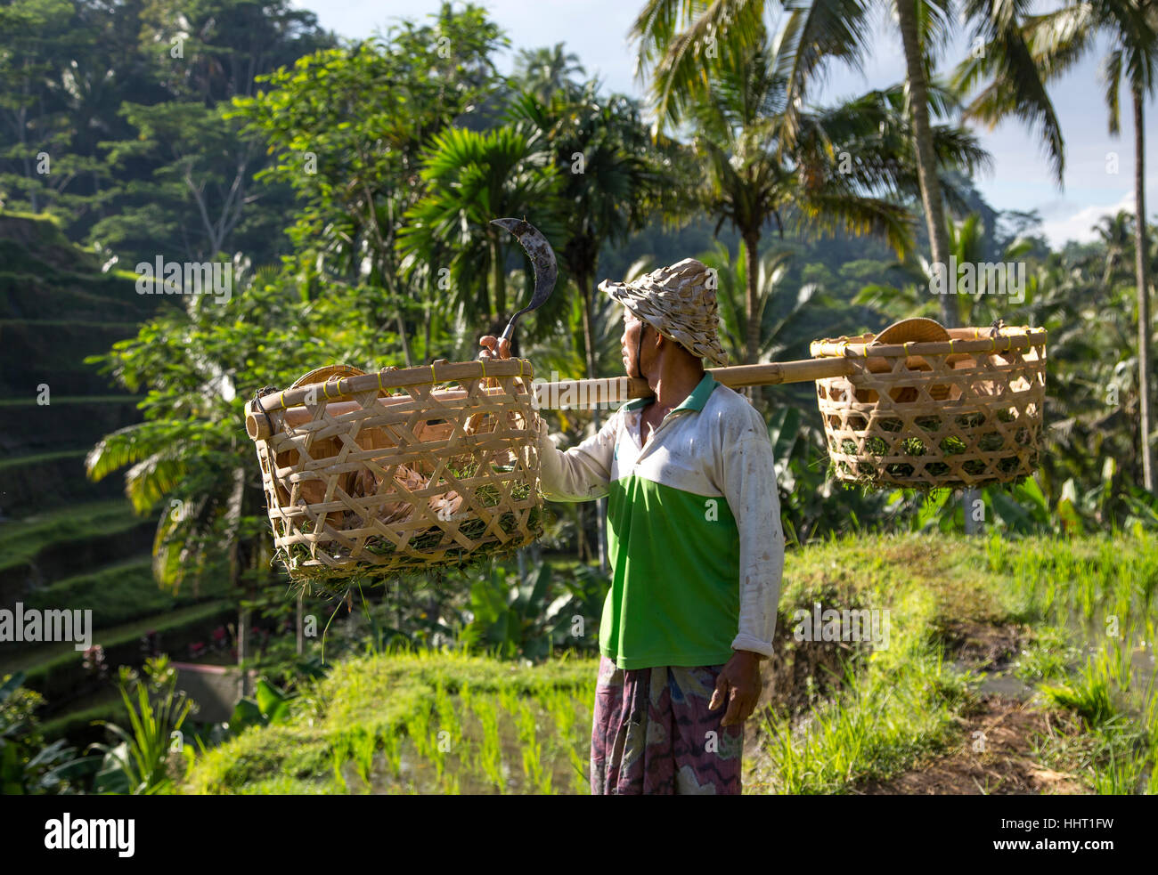 Riso balinesi field worker nel bel mezzo di campi di riso in Ubud, Bali, Indonesia Foto Stock