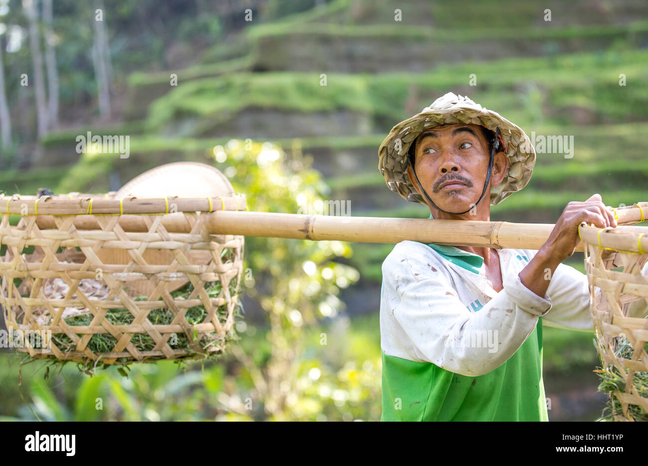 Riso balinesi field worker nel bel mezzo di campi di riso in Ubud, Bali, Indonesia Foto Stock