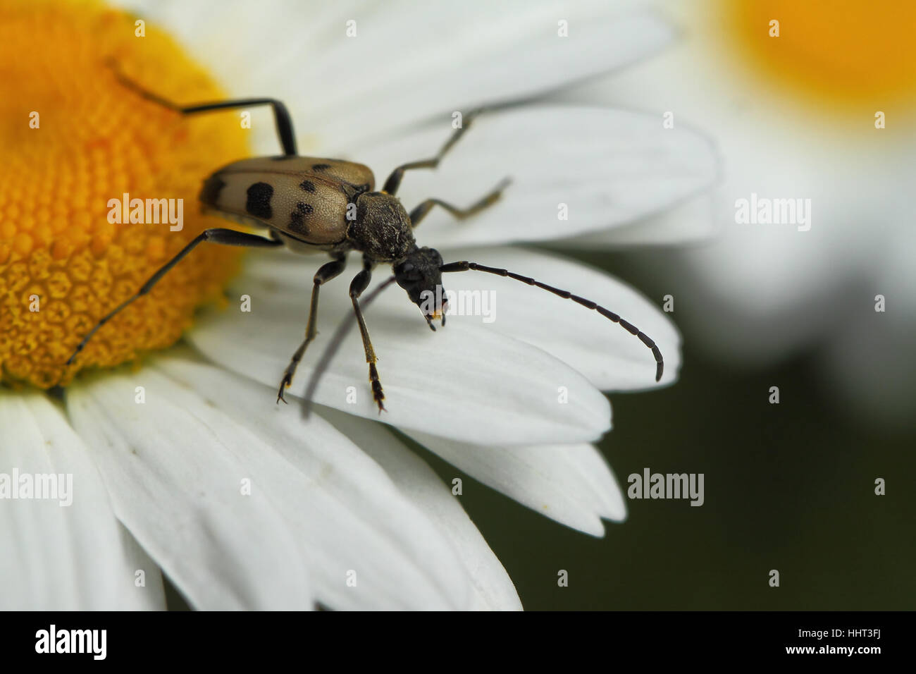 Animale, insetto, beetle, creatura, macro close-up, macro di ammissione, close up Foto Stock