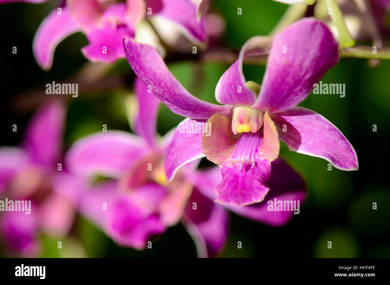 Viola Denerobium Orchidee (Dendrobium ibride) nel giardino tropicale. Foto Stock
