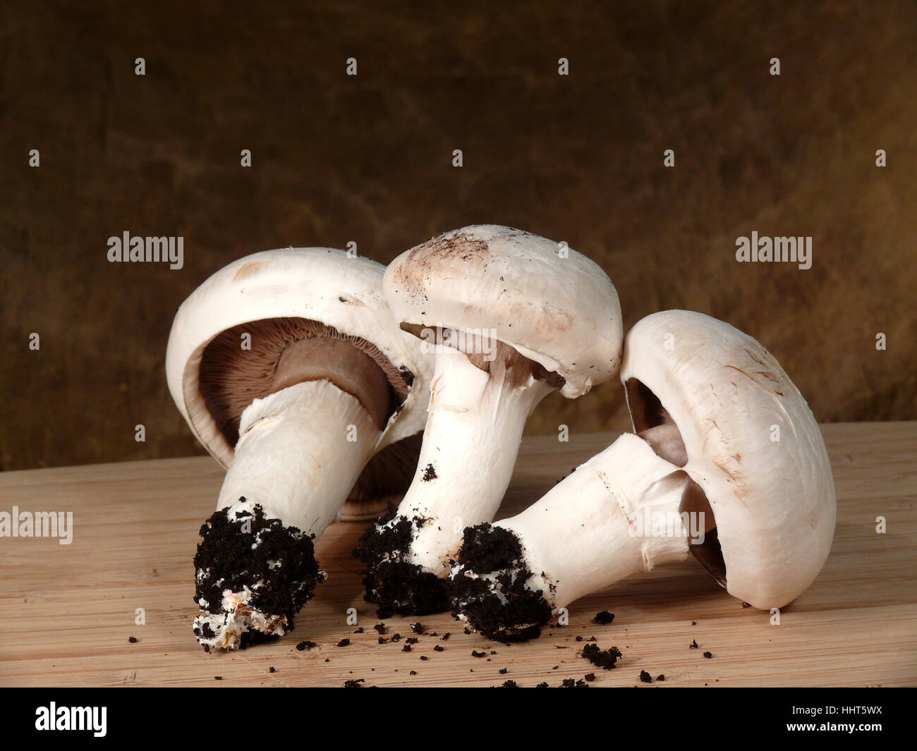 Funghi, substrato, still life, antiquariato e funghi, retrò, substrato, Foto Stock