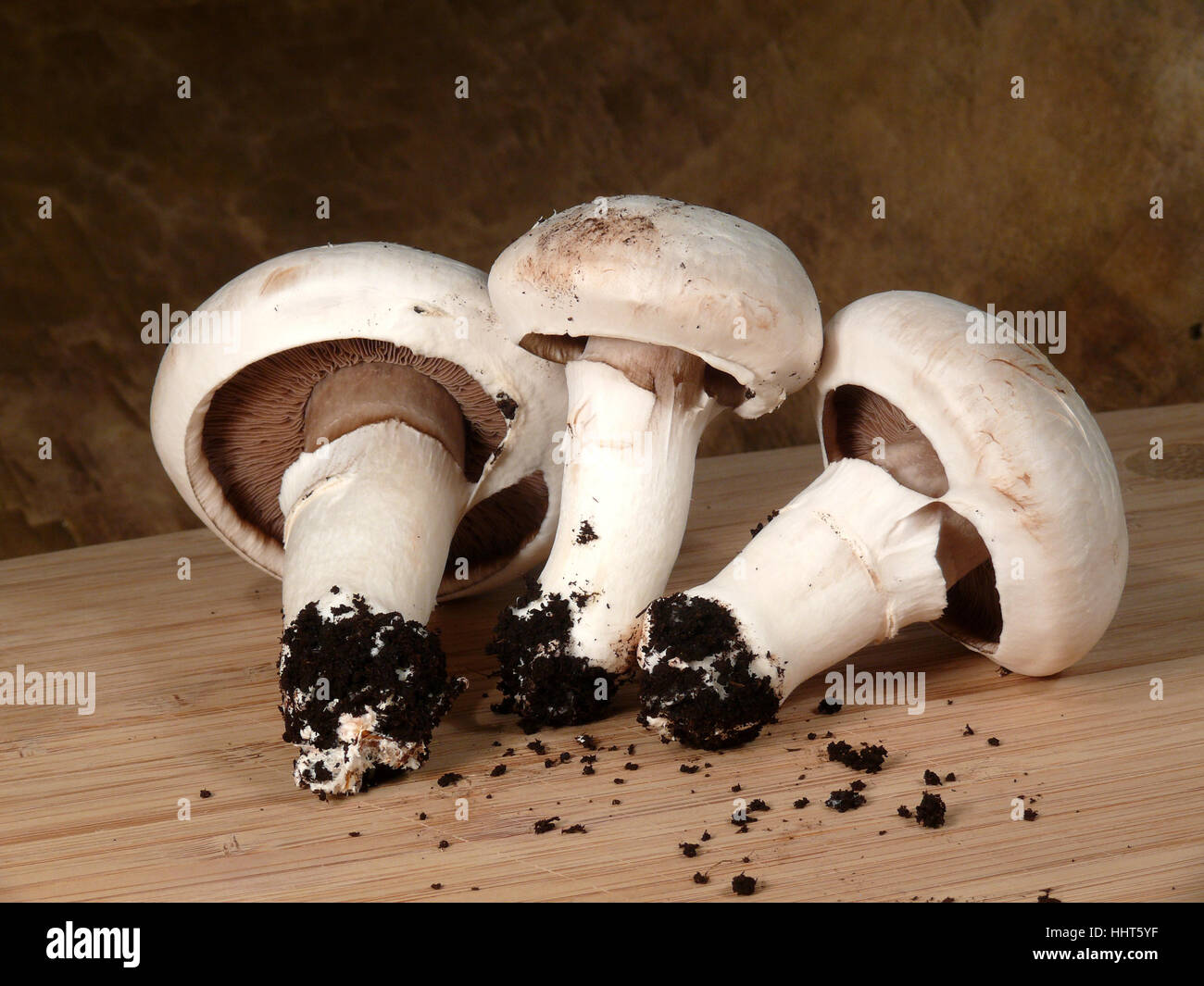 Funghi, substrato, still life, antiquariato e funghi, retrò, substrato, Foto Stock