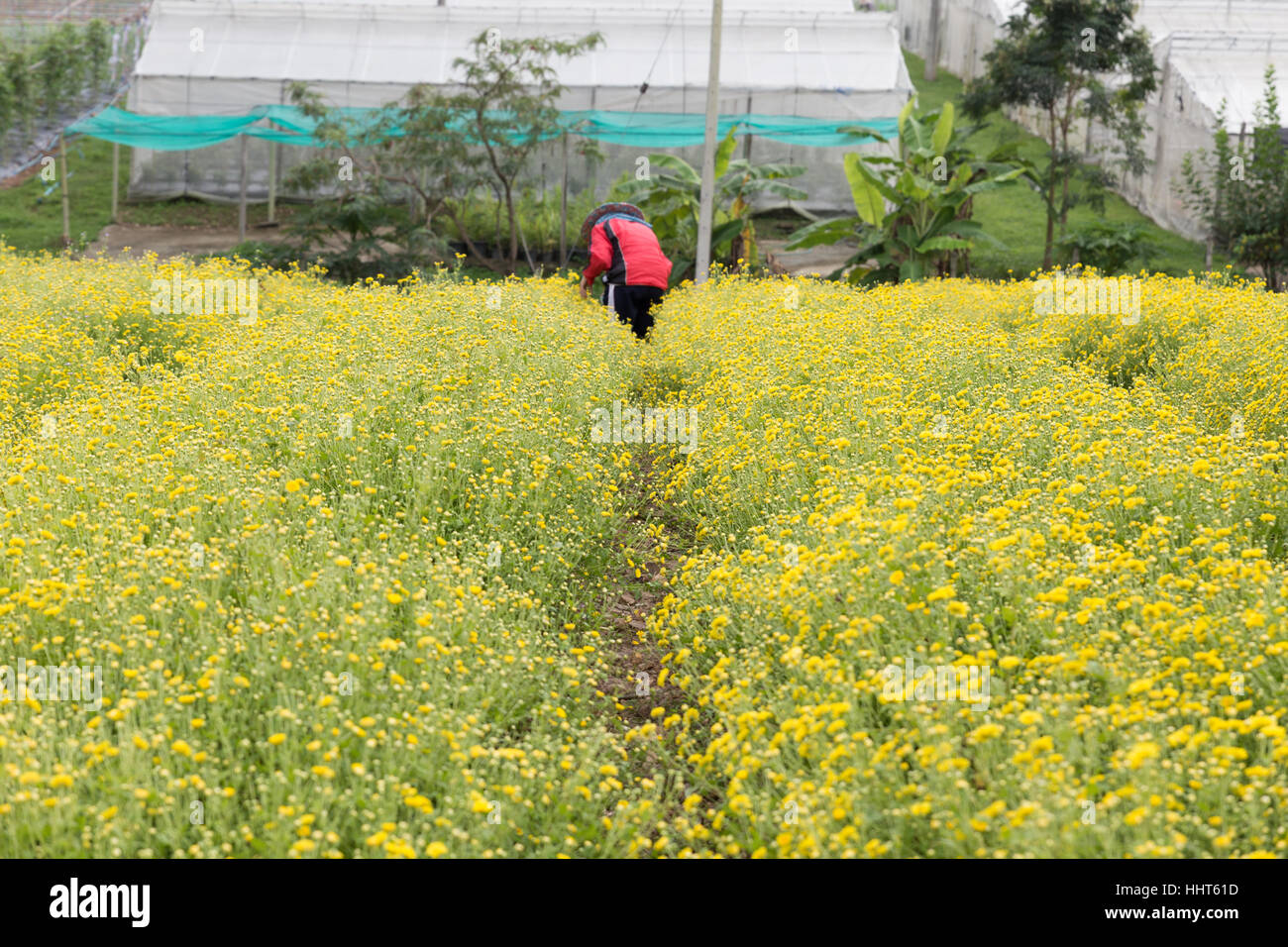 Chiang Mai, Thailandia - Novembre 28, 2016: l'agricoltore non identificato la mietitura crisantemo fiore per la produzione di tè in fattoria Maejo in Chiang Mai Thailandia Foto Stock