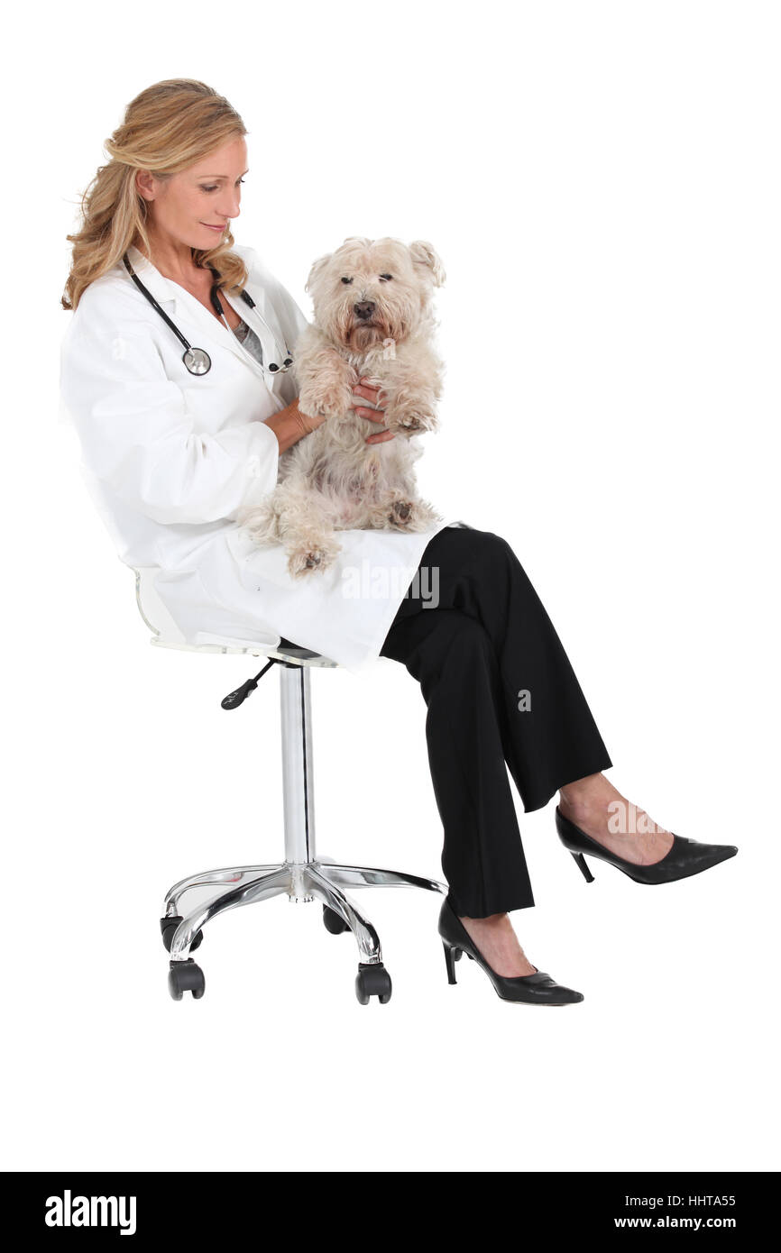 Animale, cane, professional, trattamento veterinario, diagnosticare la malattia, malattia, Foto Stock