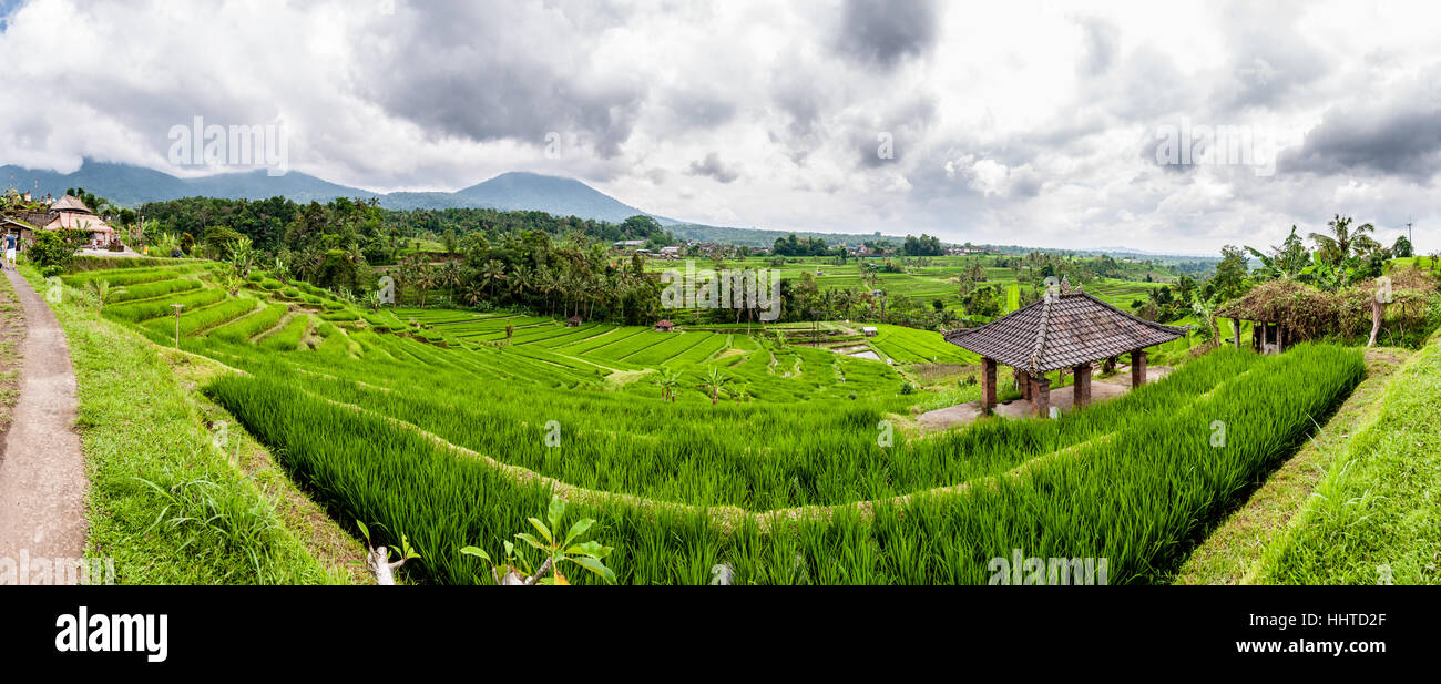 Vista panoramica dei terrazzi di riso, riso jatiluwih terrazza, Bali, Indonesia Foto Stock