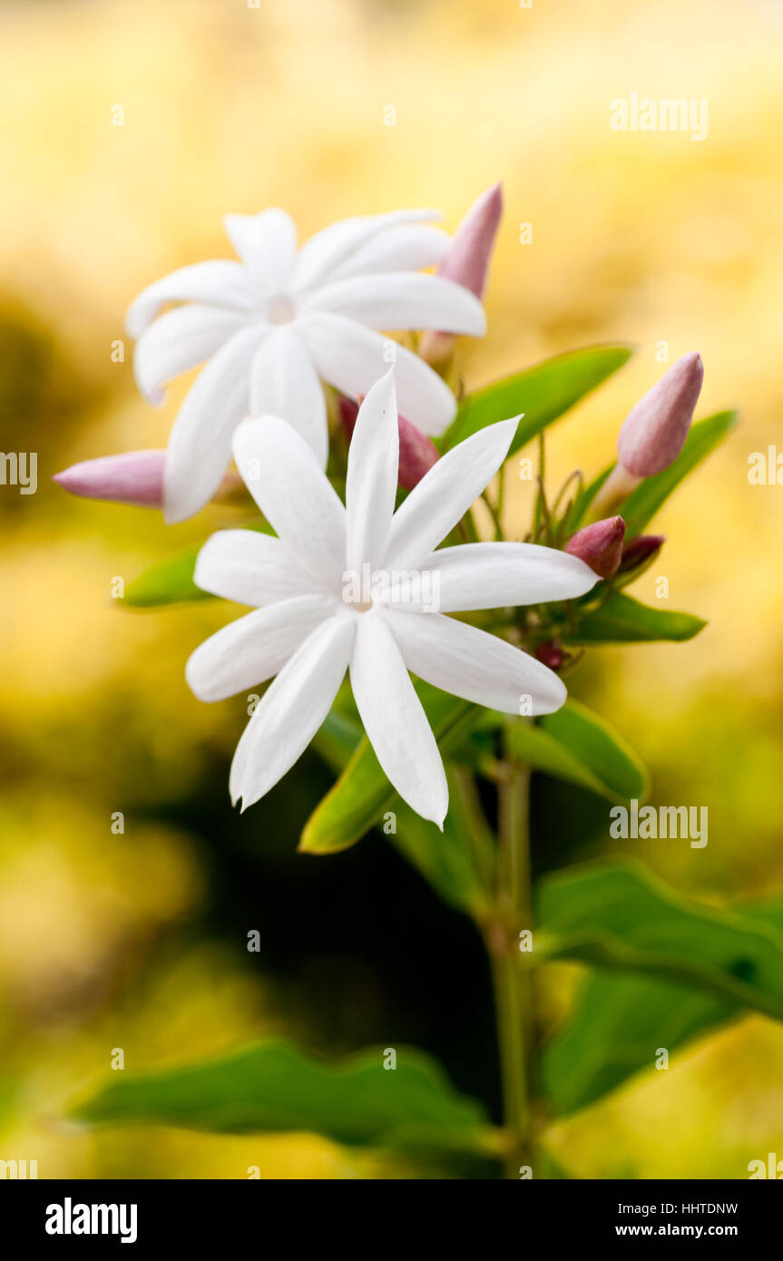 Foglia, closeup, fiori, piante, verde star, corpo celeste, corpo celeste, fisso Foto Stock