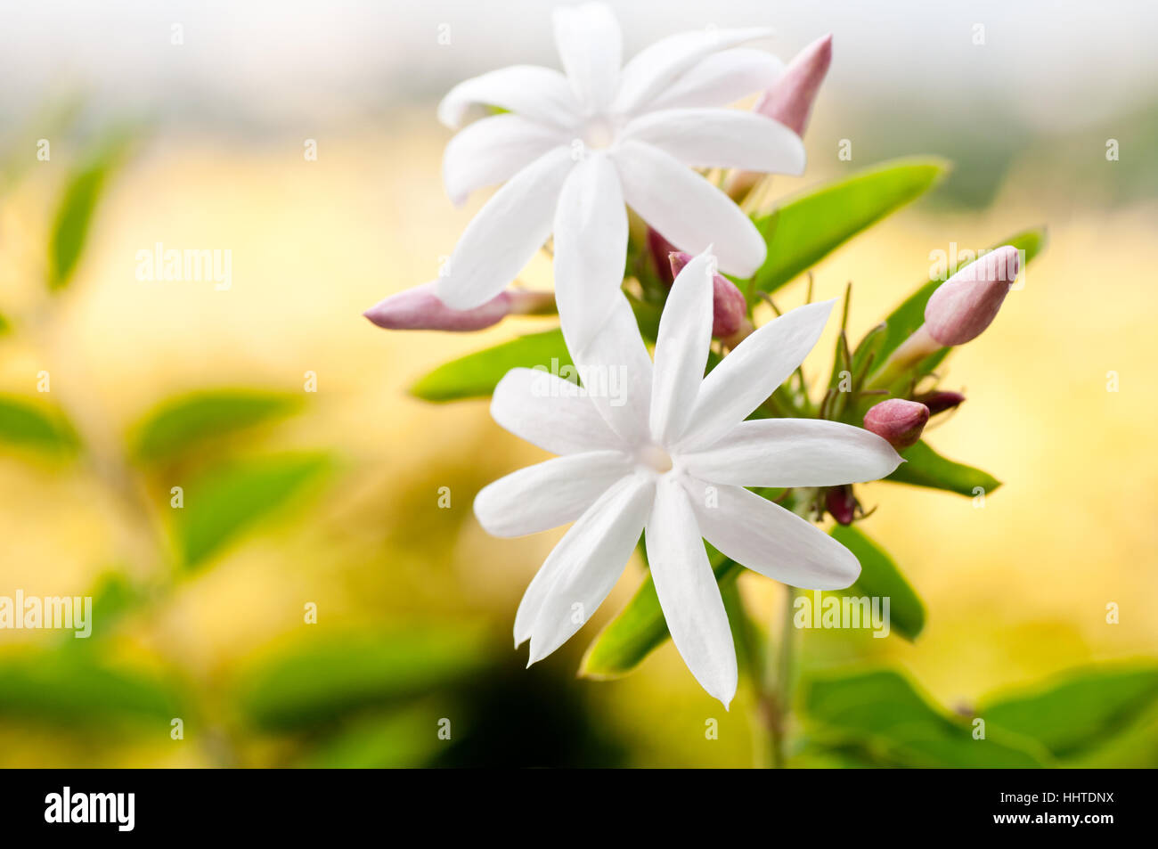 Foglie, fiori, piante, verde star, corpo celeste, corpo celeste, stella fissa, Foto Stock