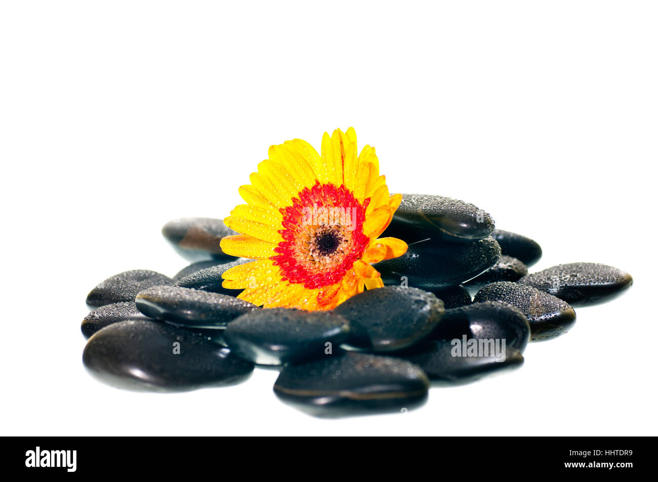 Stone, fiori, piante, rock, massaggio, spa, minerale Molla, molla di medicinali, Foto Stock