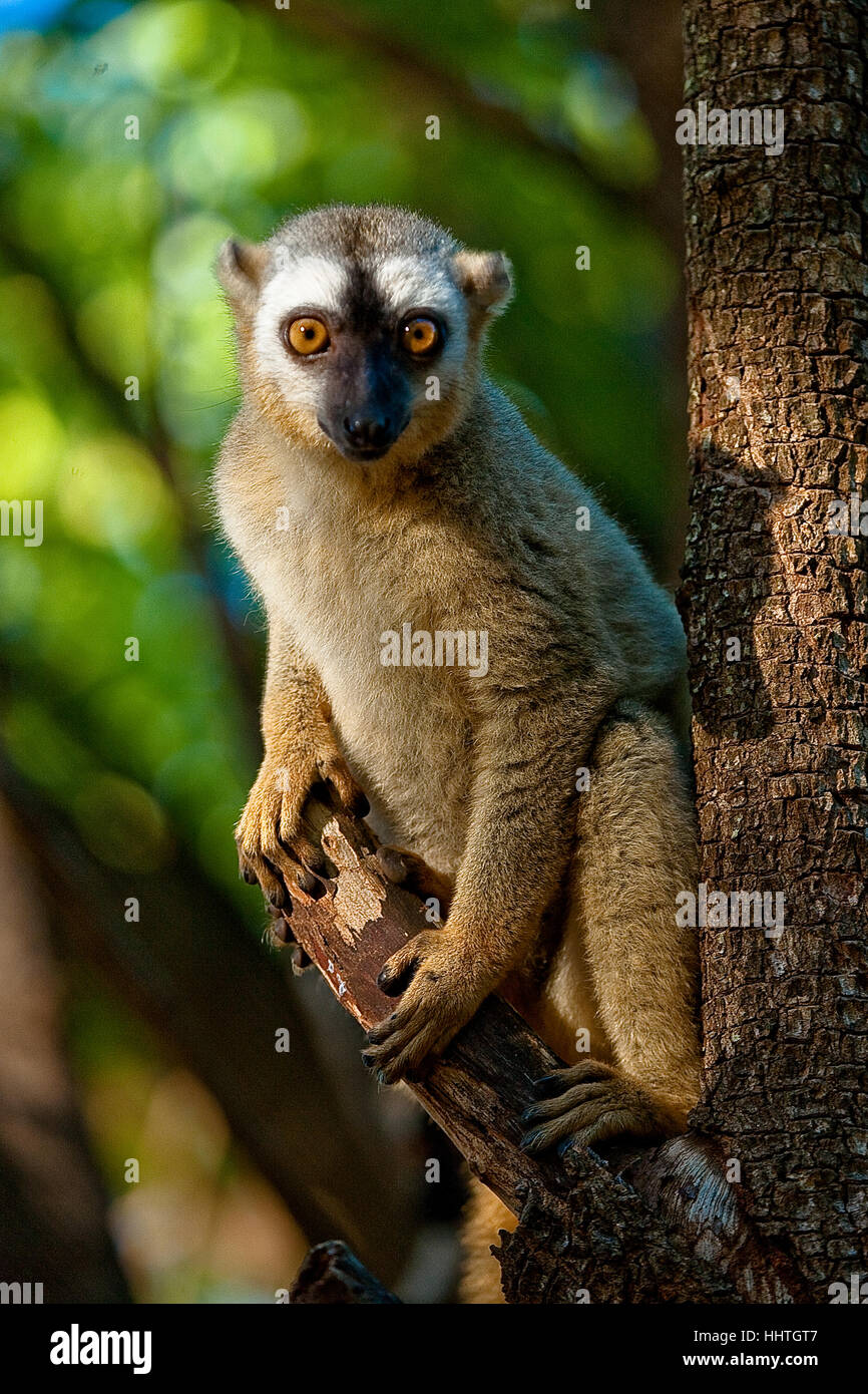 Un anello tailed Lemur del Madagascar si siede nella struttura ad albero di mattina presto. Foto Stock