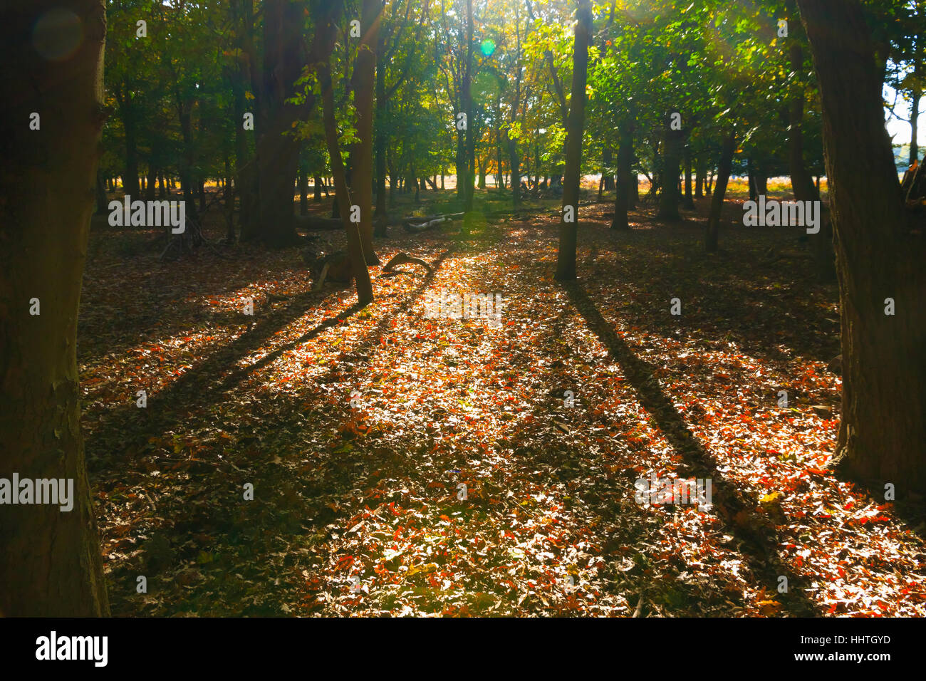 Scena di mattina nei boschi di Richmond Park, Londra Foto Stock