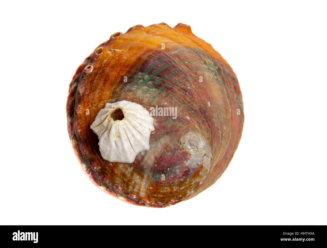 Sale, vita, esistono, esistenza, vivendo, vive, live, closeup, animale, shell, Foto Stock